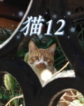 猫12岁